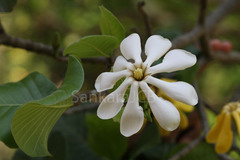 Gardenia latifolia